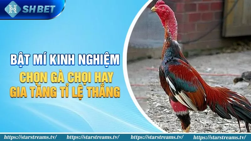 Phần thưởng và chương trình khuyến mãi trên nền tảng Do99 - Do99