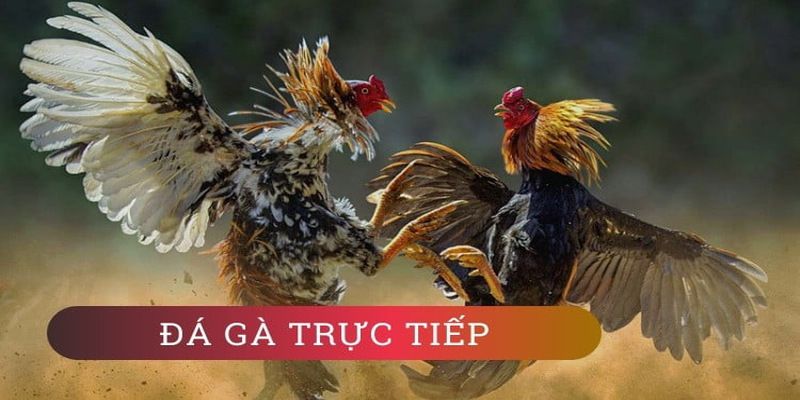 Ưu đãi chào mừng 100% từ nền tảng Vokbet - Vokbet
