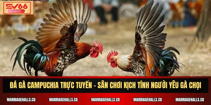 58M là một thương hiệu giải trí hướng đến đối tượng game thủ Việt Nam - 58M