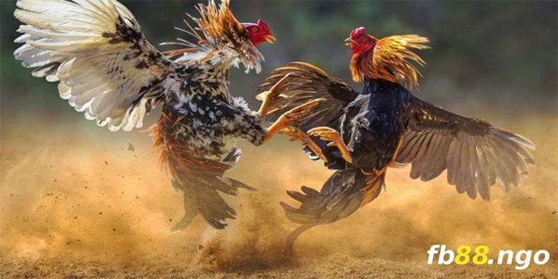 Công ty game 33King đang tặng thưởng 50000 cho thành viên mới - 33King